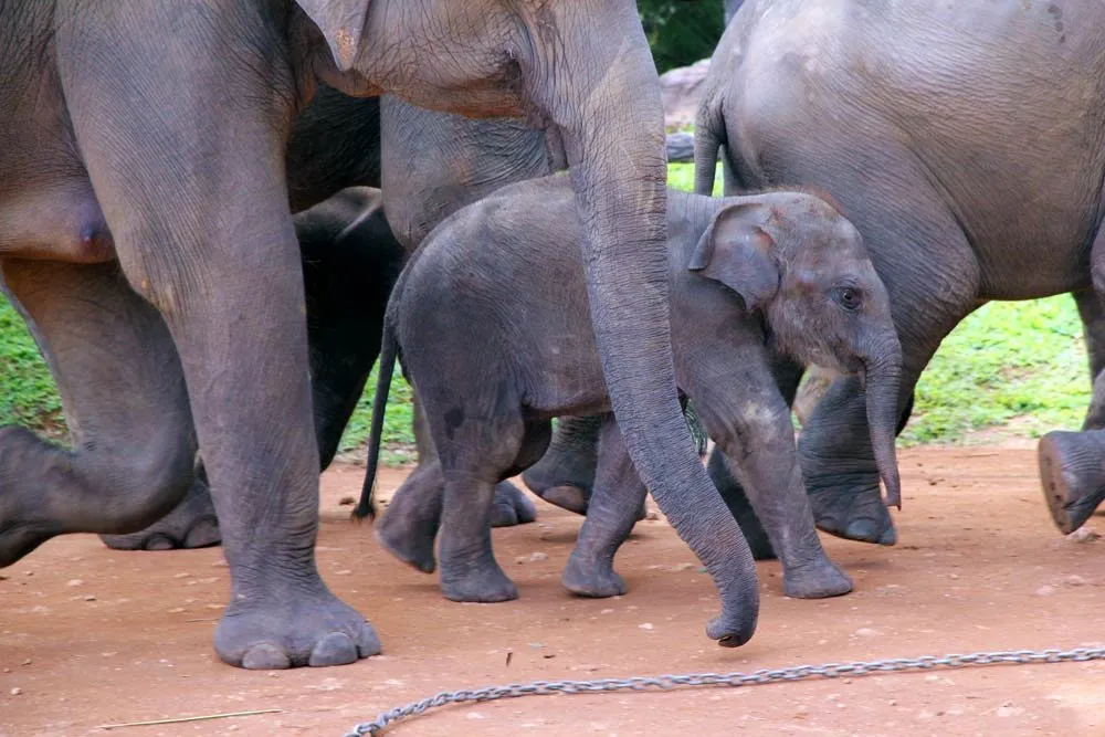 baby-elephant-walking-pinnawala-orphanage