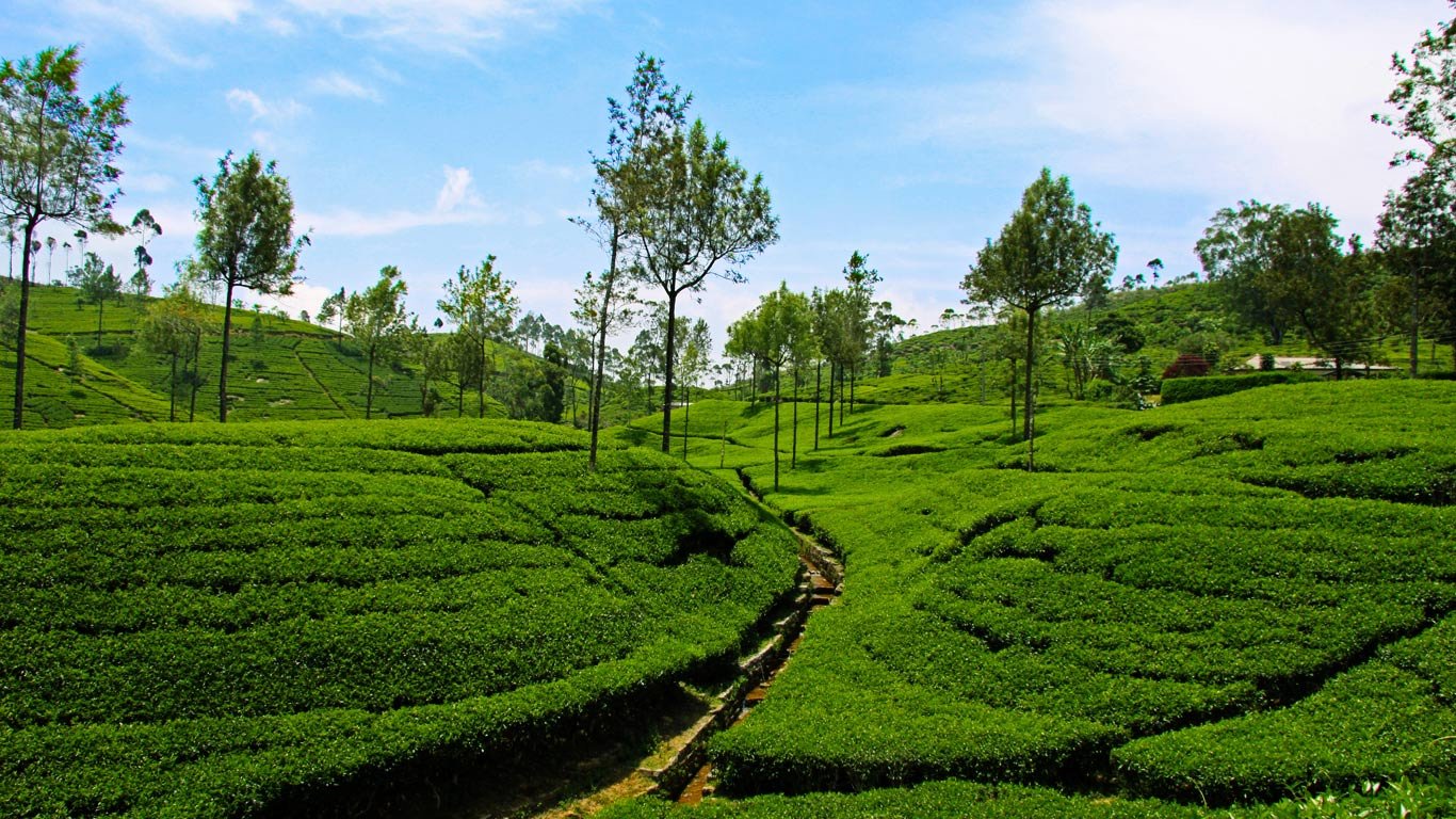 CeylonTeaState