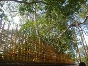 Timeless; surrounded by the gold gilded ‘ran veta’ (fence), the Sri Maha Bodhi is considered one of the most sacred spots in Sri Lanka, and is visited by hundreds of devotees each year. Image credit: patacarabukkhunihermitage.com