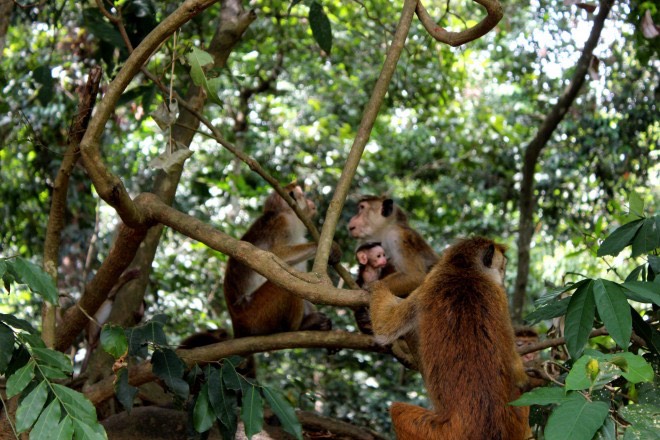 Monky