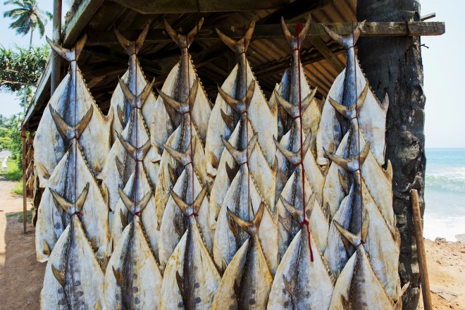 Dry Fish