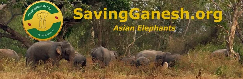 poster large Asian.pages