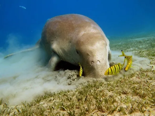 Grazing-Dugong-1
