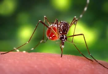 lymphatic_filariasis