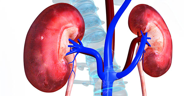 kidney
