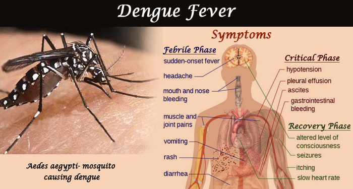 Dengue-Fever-banner