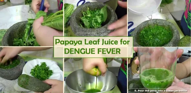 Papaya-Leaf-Juice-for-Dengue-620×303