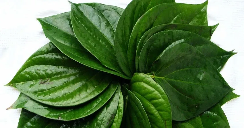 nutrition-fact-of-betel-leaves-561561