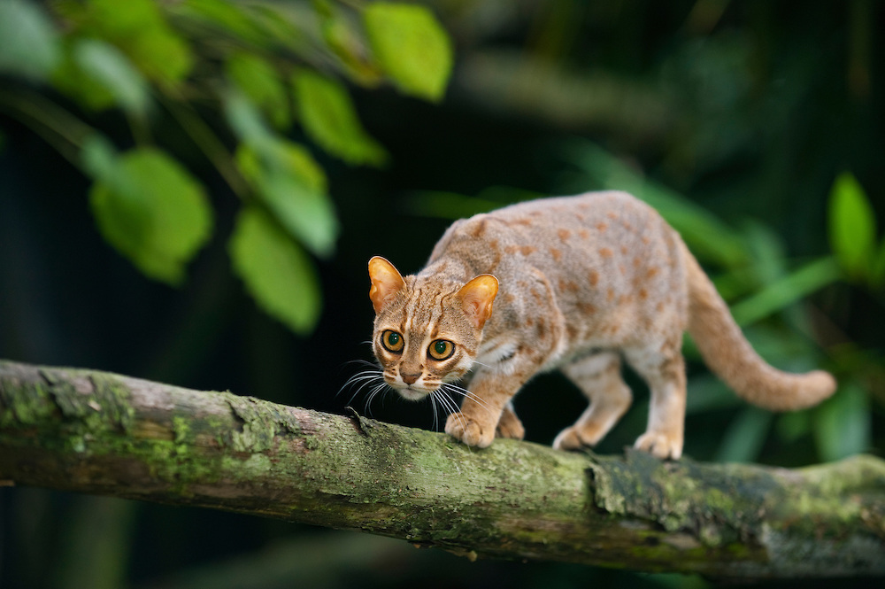 Rusty-spotted cat (Prionailurus rubininosus phillipsi)  Sri Lank