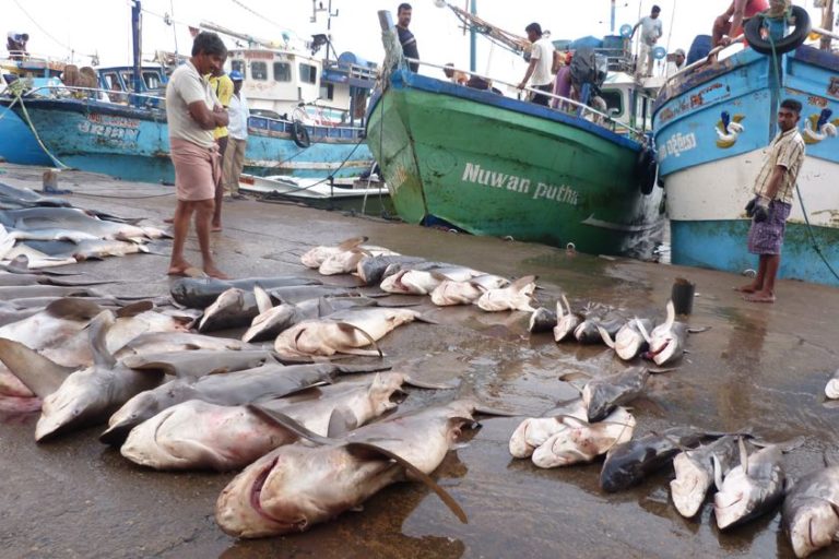 Status Of The Shark Fin Industry In Sri Lanka - The Pearl Protectors